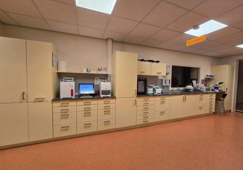 office (4) a puppy and a cat