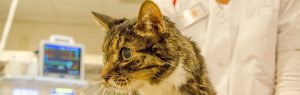 Close up van een kat bij de dierenarts, Dierenziekenhuis Drachten