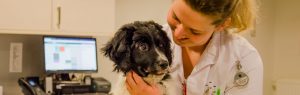 Paraveterinair met puppy bij Dierenziekenhuis Drachten