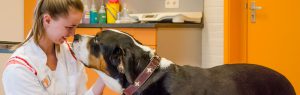 Dierenarts en hond bij Dierenziekenhuis Drachten