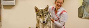 Dierenarts met hond in de spreekkamer Dierenziekenhuis Drachten