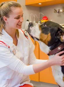 Dierenarts met grote hond bij Dierenziekenhuis Drachten