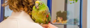 Groene papegaai, Dierenziekenhuis Drachten