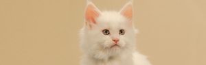 Witte kat bij de dierenarts, Dierenziekenhuis Drachten