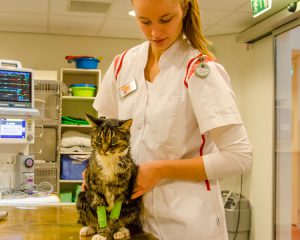 cat-with-vet-dierenziekenhuis-drachten