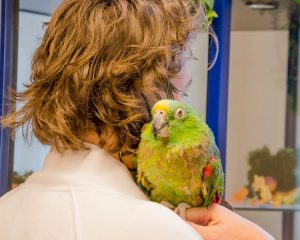 vet-with-parrot-dierenziekenhuis-drachten