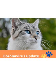 Coronavirus-Update-SA-940x675